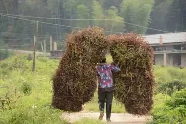 庄股连续3天收盘价一样_庄家建仓结束判断_跟庄操作技巧