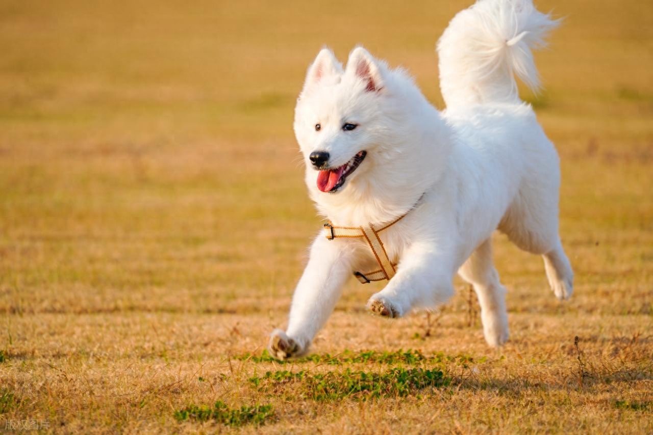 市场规律与周期解析：遛狗理论、二八定律、钟摆理论，树不会长到天上去