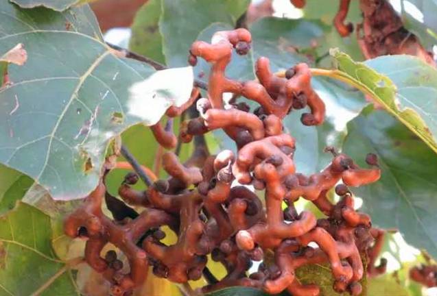 山货店要多大投资_客家山野果_客家野果