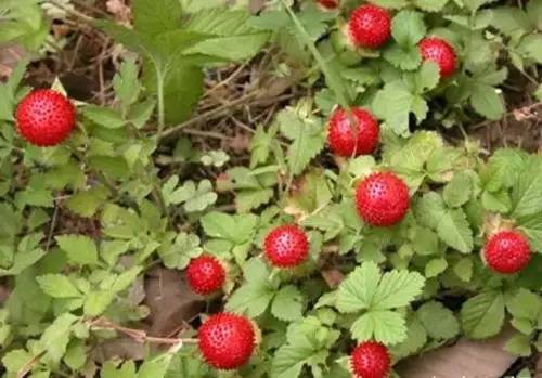 客家野果_客家山野果_山货店要多大投资