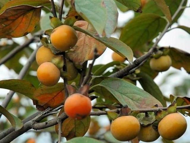 客家野果_客家山野果_山货店要多大投资