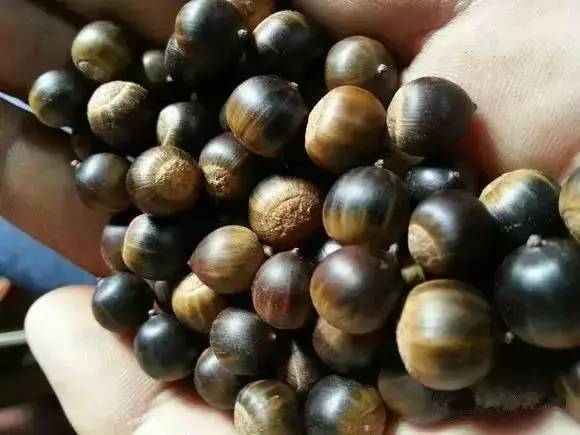 客家野果_山货店要多大投资_客家山野果