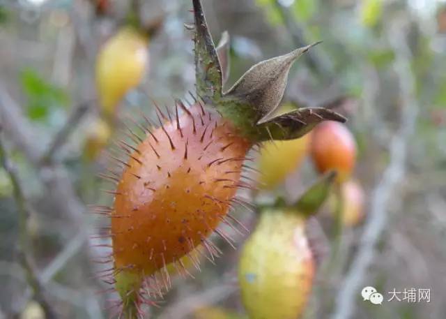 山货店要多大投资_客家山野果_客家野果