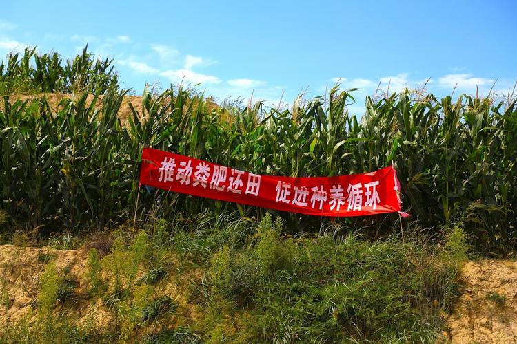 2021年绿色种养循环农业试点：打通堵点，粪污变粪肥的技术指导意见