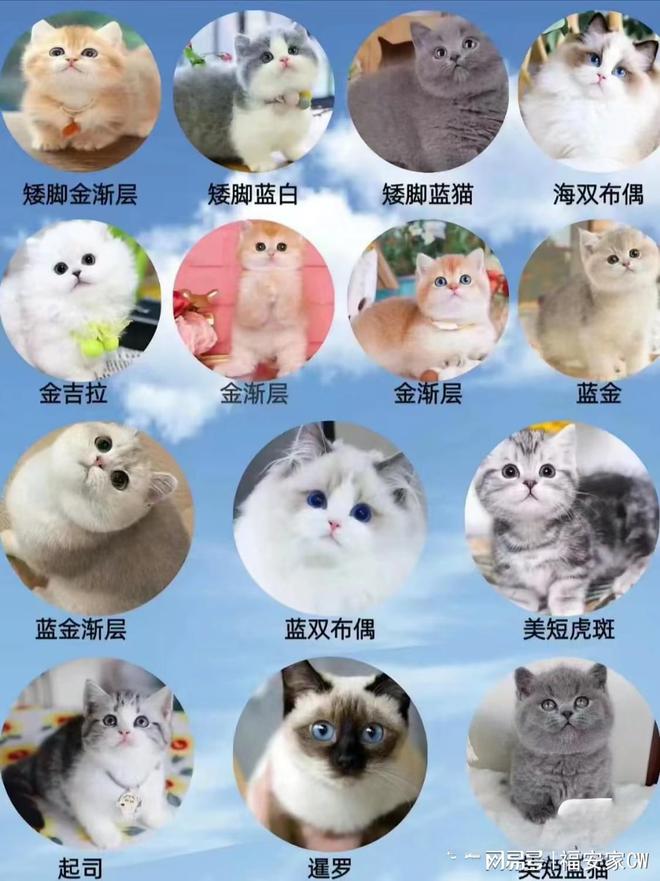 上海比较有名的猫舍_上海来福乐猫犬舍_闵行区宠物店