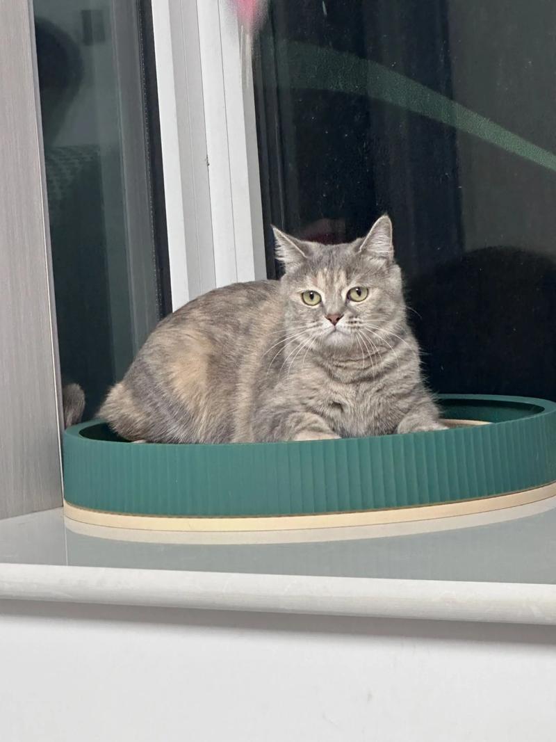 鲁迅不喜欢猫_古代猫咪文化_埃及猫可以带回中国吗