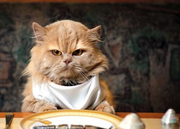 埃及猫可以带回中国吗_古代猫咪文化_鲁迅不喜欢猫