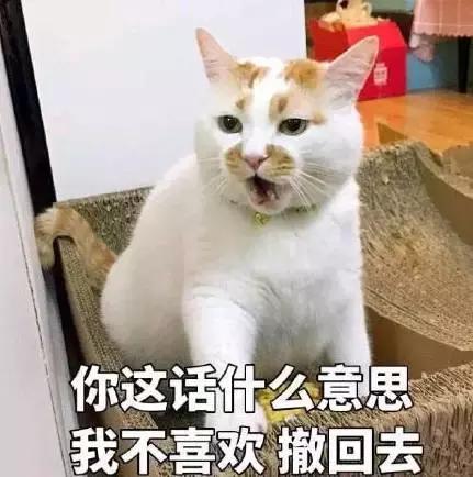 夏朝十二生肖起源_埃及猫可以带回中国吗_十二生肖没有猫原因