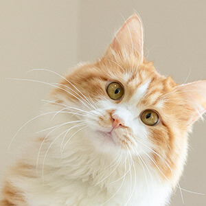 内地人去香港开店流程_香港公司抖音开店闭店交税_香港公司税务登记